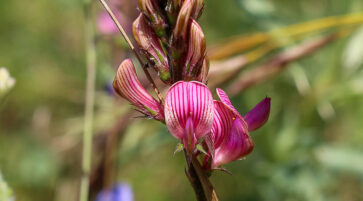 Onobrychis viciifolia 14.6.2025, Foto: Fabian Brei