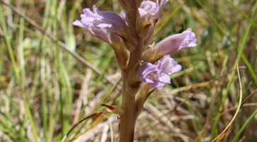 Orobanche arenaria 14.6.2025, Foto: Fabian Brei