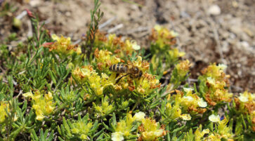 Teucrium montanum 14.6.2025, Foto:  Fabian Brei