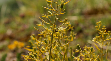 Thesium linophyllon 14.6.2025, Foto:  Fabian Brei