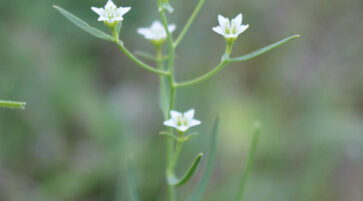 Thesium linophyllon (2) 14.6.2025, Foto: Fabian Brei