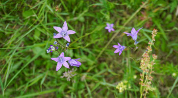 Wiesen Glockenblume 23.5.2025, Foto: Uta Koschmieder